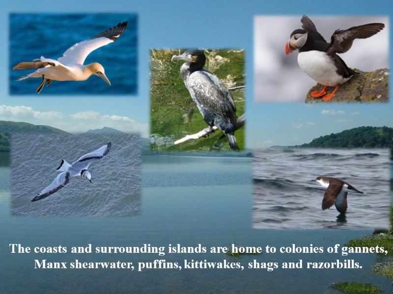 The coasts and surrounding islands are home to colonies of gannets, Manx shearwater, puffins,